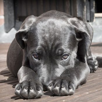 Dog flaps for outlet upvc doors