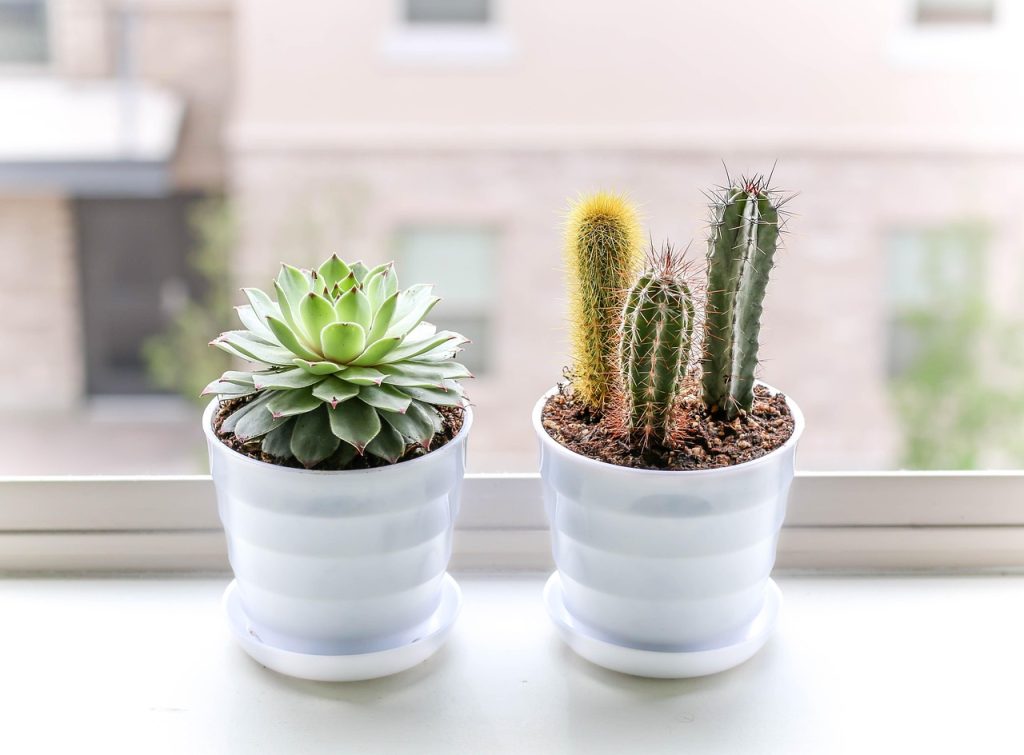 Plants for Window Sills
