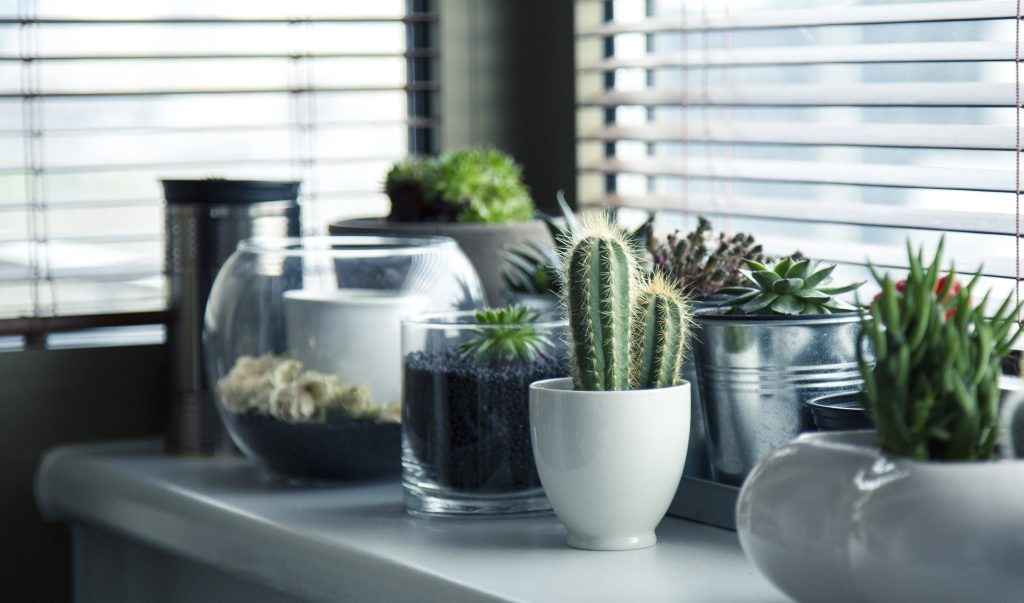 Window Sill Plants